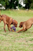 Picture of Hungarian Vizsla playing together