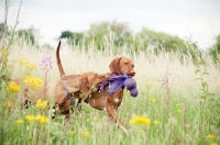 Picture of Hungarian Vizsla playing with toy