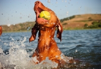 Picture of Hungarian Vizsla playing with tennis ball