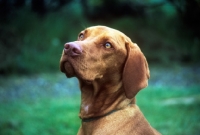 Picture of hungarian vizsla, portrait in profile