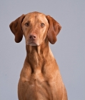 Picture of Hungarian Vizsla portrait in studio