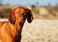 Picture of Hungarian Vizsla portrait