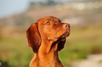 Picture of Hungarian Vizsla portrait