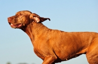 Picture of Hungarian Vizsla profile