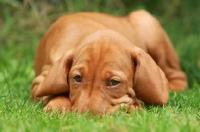 Picture of Hungarian Vizsla puppy lying down