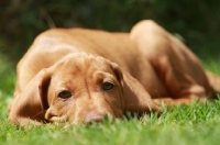 Picture of Hungarian Vizsla puppy lying down
