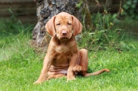 Picture of Hungarian Vizsla puppy