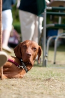 Picture of Hungarian Vizsla resting