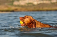 Picture of Hungarian Vizsla retrieving ball from water