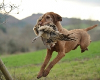 Picture of Hungarian Vizsla retrieving bird