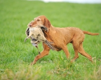 Picture of Hungarian Vizsla retrieving bird