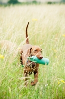 Picture of Hungarian Vizsla retrieving