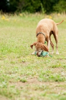 Picture of Hungarian Vizsla retrieving