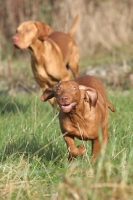 Picture of Hungarian Vizsla running fast