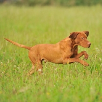 Picture of hungarian vizsla running in a meadow