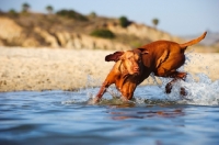 Picture of Hungarian Vizsla running in water