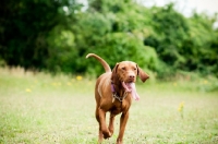 Picture of Hungarian Vizsla running towards camera