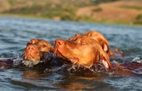 Picture of Hungarian Vizsla (shorthair) dogs swimming together