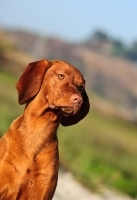 Picture of Hungarian Vizsla (shorthair), portrait