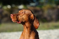 Picture of Hungarian Vizsla (shorthair), profile