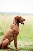 Picture of Hungarian Vizsla sitting down