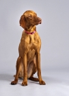 Picture of Hungarian Vizsla sitting in studio