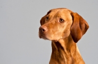 Picture of Hungarian Vizsla sitting in studio