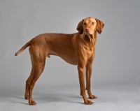 Picture of Hungarian Vizsla standing in studio