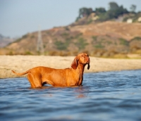 Picture of Hungarian Vizsla standing in water