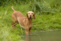 Picture of Hungarian Vizsla standing in water