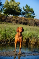 Picture of Hungarian Vizsla standing in water