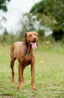 Picture of Hungarian Vizsla standing on grass