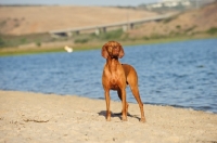 Picture of Hungarian Vizsla standing on sand