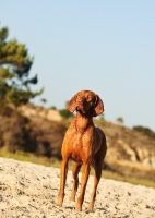 Picture of Hungarian Vizsla standing on sand