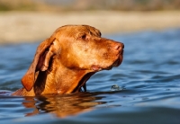 Picture of Hungarian Vizsla swimming