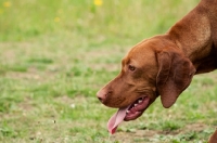 Picture of Hungarian Vizsla tongue out