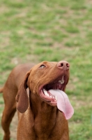 Picture of Hungarian Vizsla, tongue out