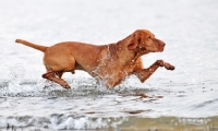 Picture of Hungarian Vizsla walking in sea