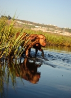 Picture of Hungarian Vizsla walking in water