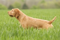 Picture of Hungarian Vizsla (wirehaired) in field
