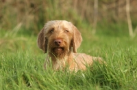 Picture of Hungarian Vizsla (wirehaired) in grass