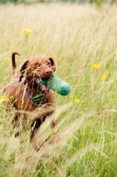 Picture of Hungarian Vizsla with dummy