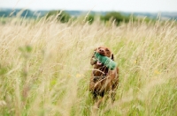 Picture of Hungarian Vizsla with dummy