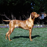 Picture of hungarian vizsla, wolfox's kinford rica, 