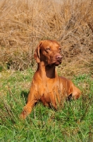 Picture of Hungarian Vizsla 