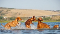 Picture of Hungarian Vizslas playing in water