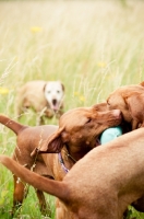Picture of Hungarian Vizslas playing together
