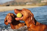 Picture of Hungarian Vizslas playing with tennis ball in water