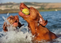 Picture of Hungarian Vizslas playing with ball in water
