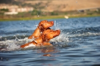 Picture of Hungarian Vizslas swimming